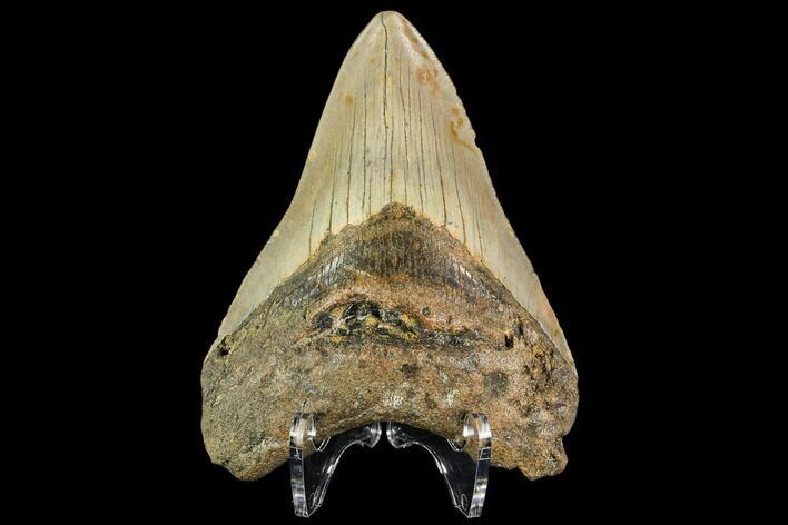Fossil Megalodon Tooth - North Carolina #109874